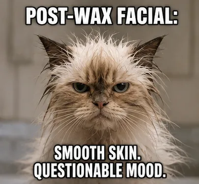 A thoroughly unimpressed wet fluffy cat, captioned: post-wax facial. Smooth skin, questionable mood